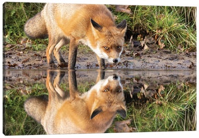 Fox Reflection Canvas Art Print - Patrick van Bakkum
