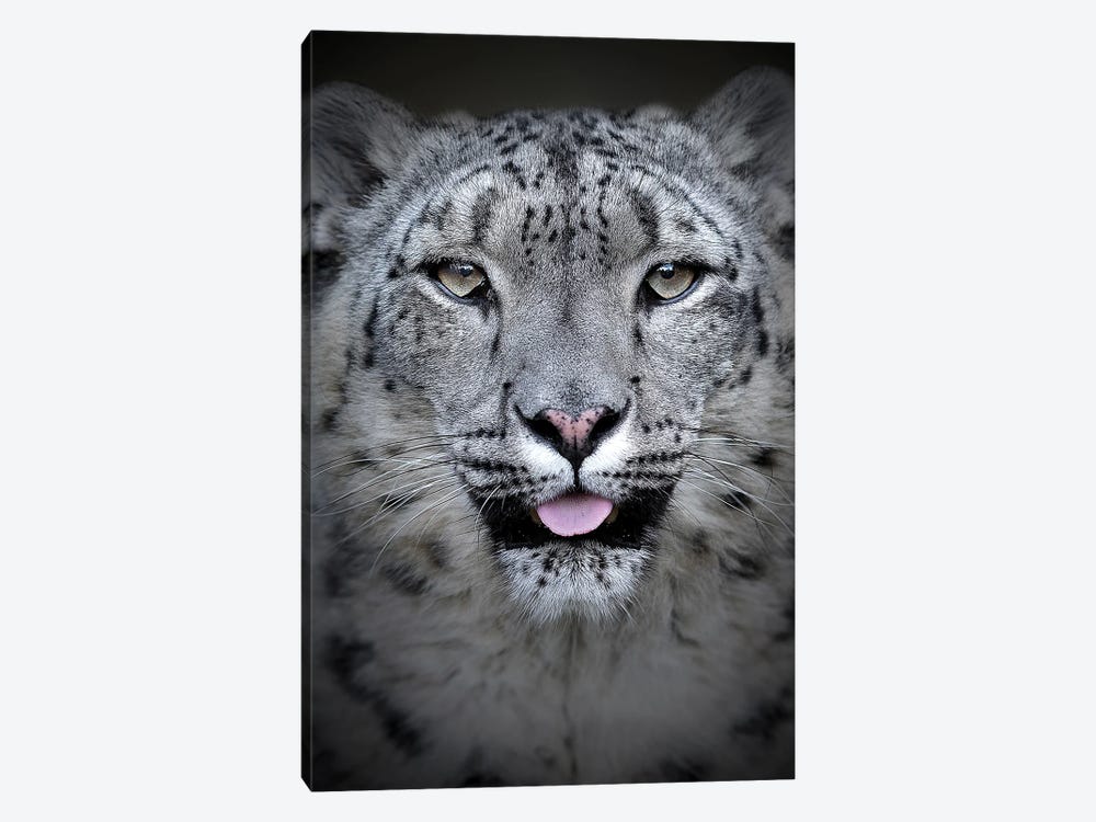 Snow Leopard by Patrick van Bakkum 1-piece Canvas Artwork