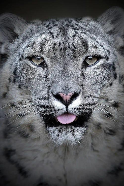 Snow Leopard by Patrick van Bakkum wall art