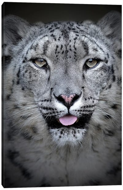 Snow Leopard Canvas Art Print - Patrick van Bakkum