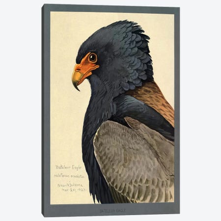 Abyssinian Bateleur Eagle Canvas Print #PCA151} by Print Collection Canvas Art Print