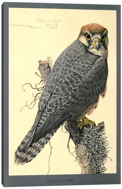 Abyssinian Lanner Falcon Canvas Art Print - Falcons