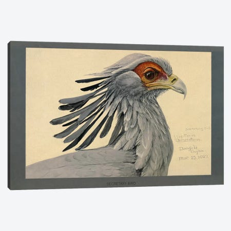 Abyssinian Secretary Bird Canvas Print #PCA156} by Print Collection Canvas Artwork