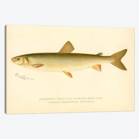 Adirondack Frost Fish Canvas Print #PCA160} by Print Collection Canvas Artwork