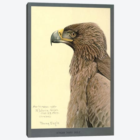 African Tawny Eagle Canvas Print #PCA161} by Print Collection Canvas Wall Art