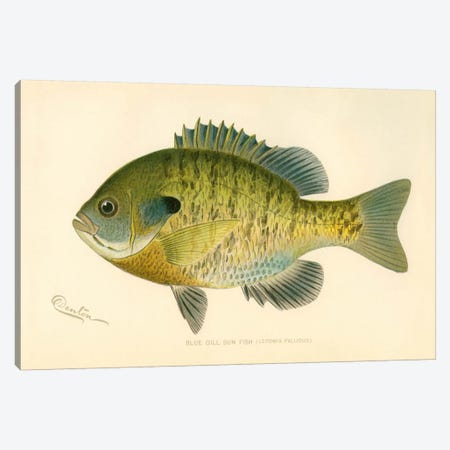 Blue Gill Sun Fish Canvas Print #PCA167} by Print Collection Art Print