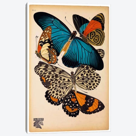 Butterflies Plate 2, E.A. Seguy Canvas Print #PCA177} by E.A. Séguy Canvas Wall Art