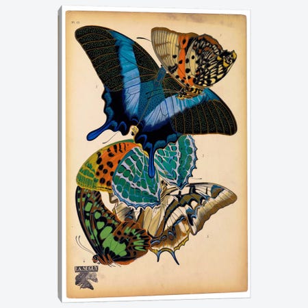 Butterflies Plate 4, E.A. Seguy Canvas Print #PCA179} by E.A. Séguy Canvas Print