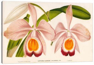 Cattleya Eldorado Splendens Canvas Art Print - Orchid Art