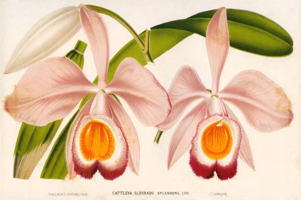 Print Collection: Cattleya Eldorado Splendens by Print Collection