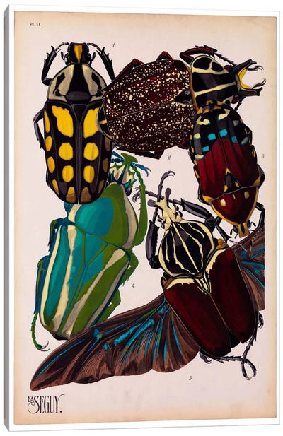 Insects, Plate 3 by E.A. Seguy Canvas Art Print