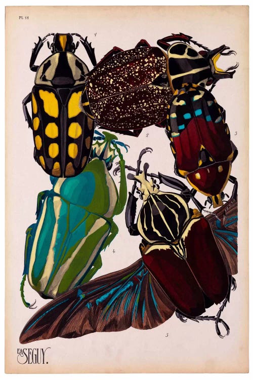 Insects, Plate 3 by E.A. Seguy