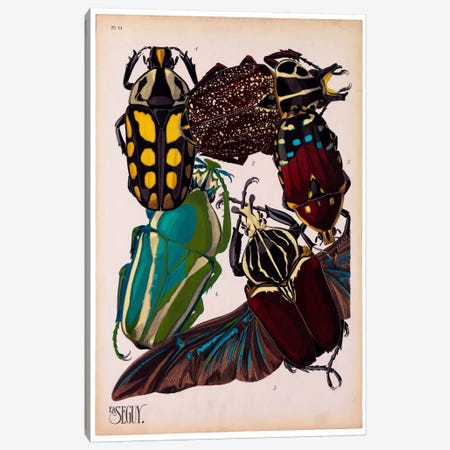 Insects, Plate 3 by E.A. Seguy Canvas Print #PCA215} by Print Collection Art Print