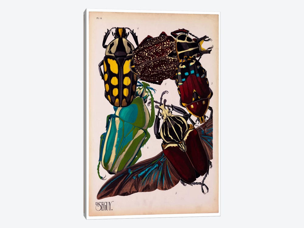 Insects, Plate 3 by E.A. Seguy by Print Collection 1-piece Canvas Artwork