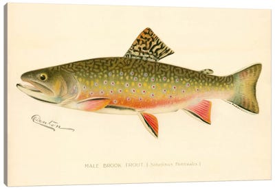 Male Brook Trout Canvas Art Print - Fish Art