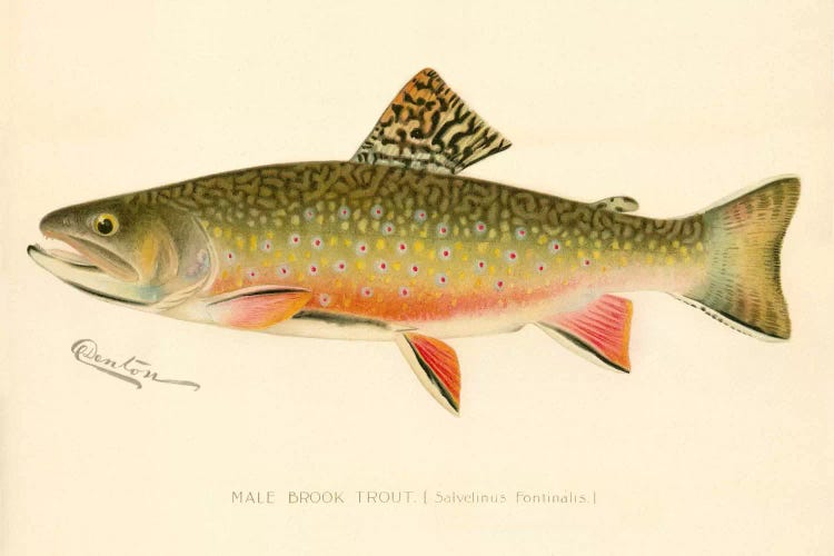 Male Brook Trout