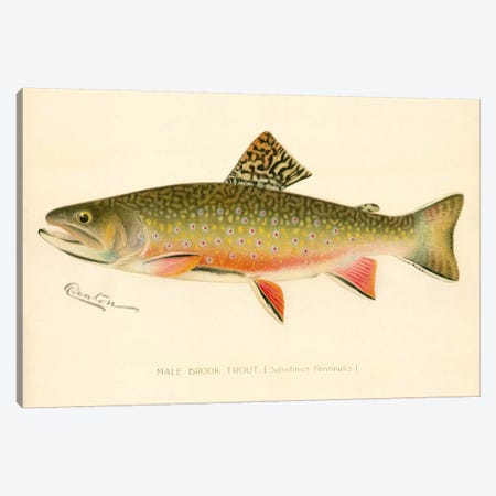 Male Brook Trout Canvas Print #PCA224} by Print Collection Canvas Wall Art