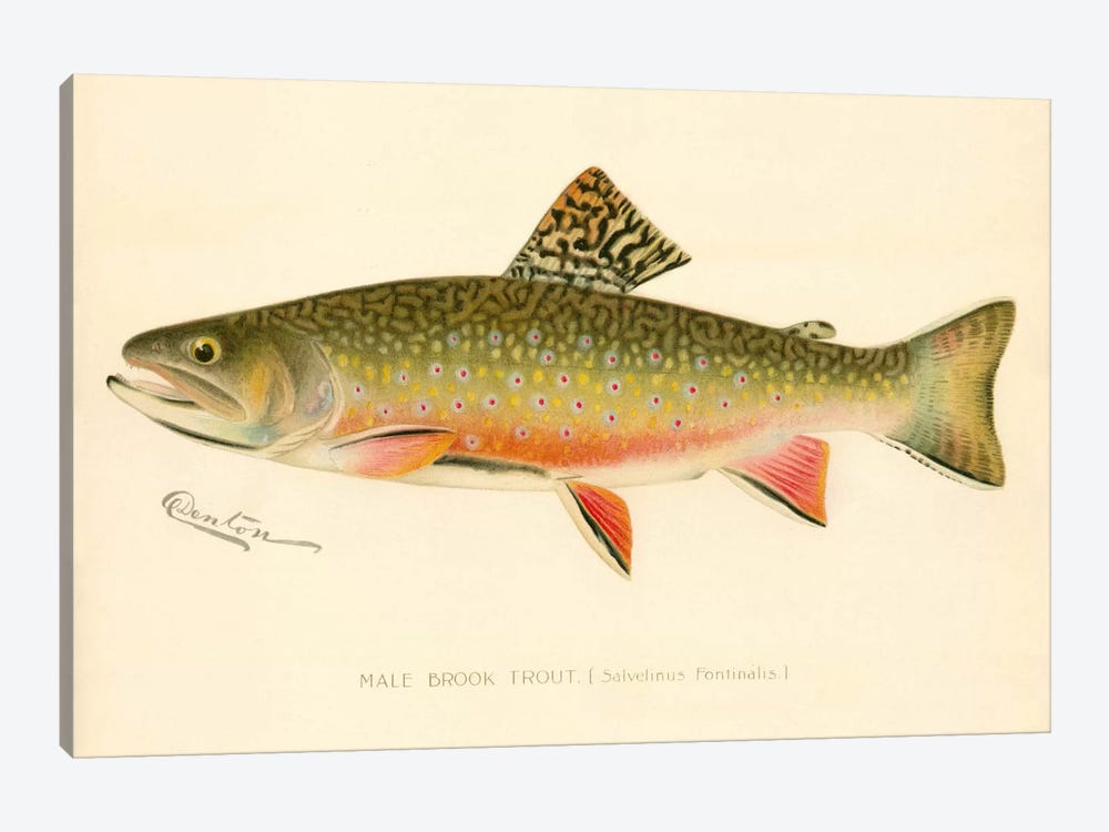 Male Brook Trout by Print Collection 1-piece Canvas Art