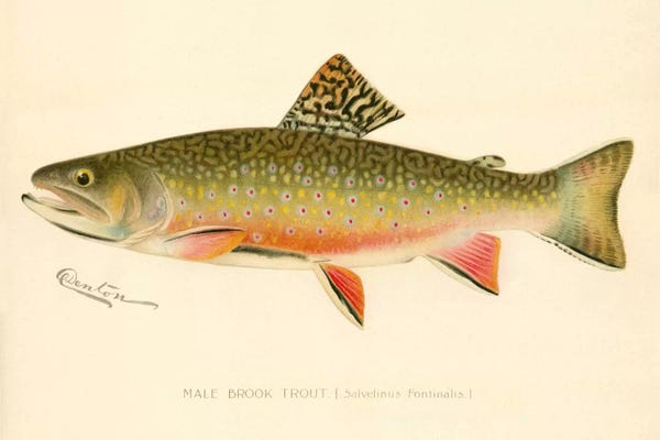 Print Collection: Male Brook Trout by Print Collection