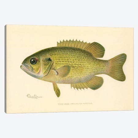Rock Bass Canvas Print #PCA244} by Print Collection Canvas Wall Art