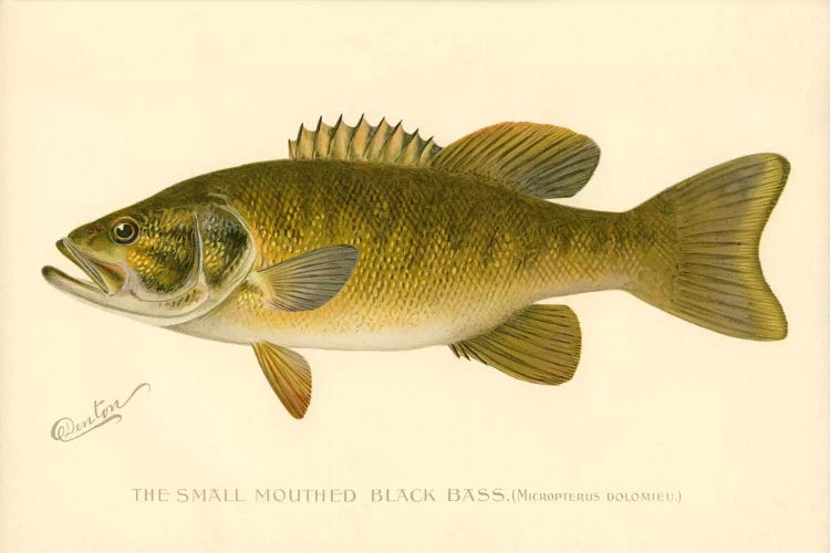 Small Mouthed Black Bass