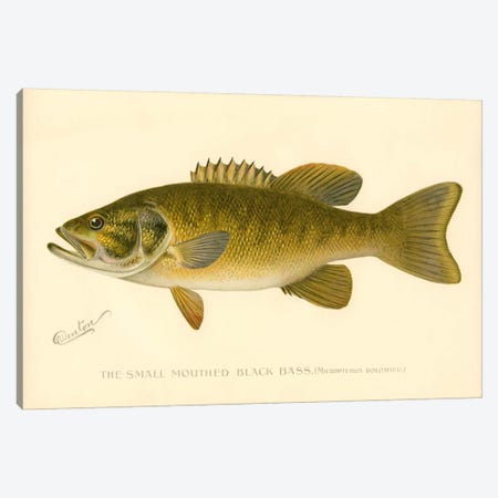 Small Mouthed Black Bass Canvas Print #PCA253} by Print Collection Canvas Artwork