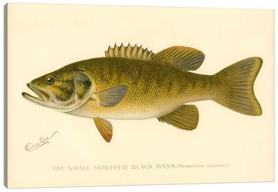 Small Mouthed Black Bass Canvas Art Print - Bass Art