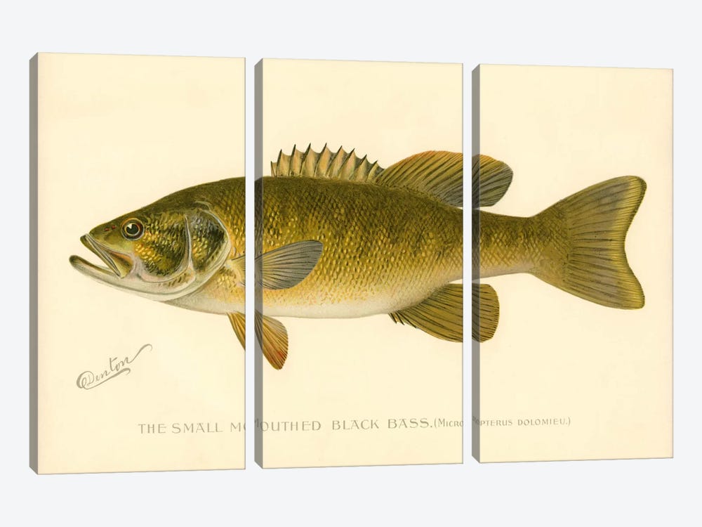 Small Mouthed Black Bass by Print Collection 3-piece Canvas Art