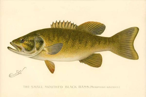 Vintage Animal Illustrations: Small Mouthed Black Bass by Print Collection