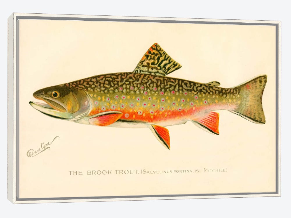 S^2 - Trout Series - Brook