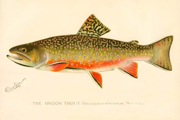 The Brook Trout by Print Collection wall art