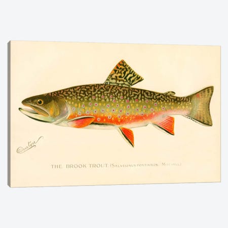 The Brook Trout Canvas Print #PCA264} by Print Collection Canvas Artwork