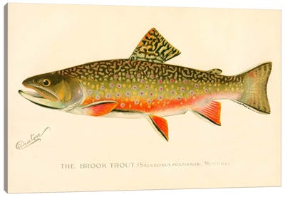 The Brook Trout Canvas Art Print - Fish Art