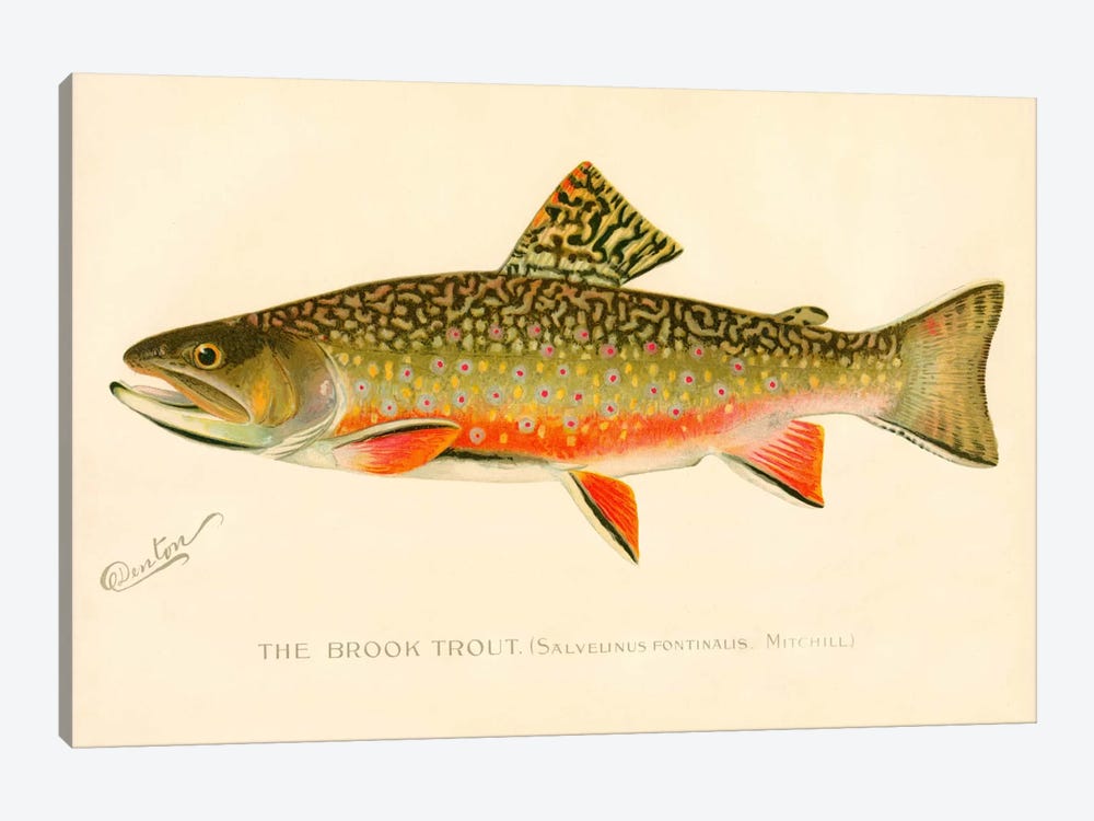 The Brook Trout by Print Collection 1-piece Canvas Wall Art