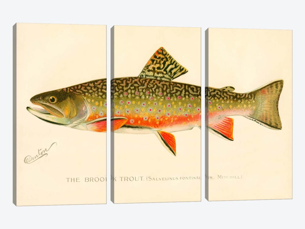The Brook Trout by Print Collection 3-piece Canvas Wall Art