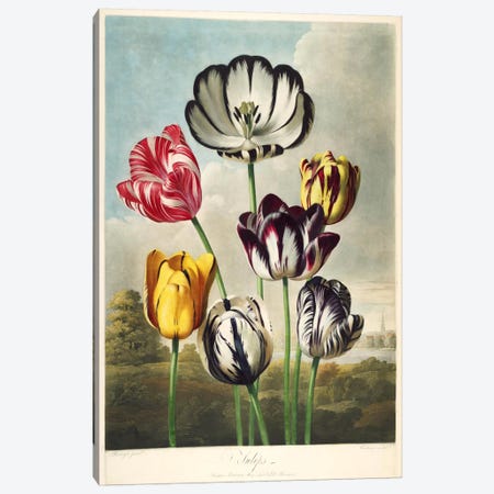 Tulips from the The Temple of Flora Canvas Print #PCA276} by Print Collection Canvas Print