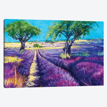 French Lavender Fields Canvas Print #PCC15} by Patricia Clements Canvas Wall Art