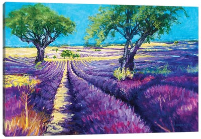French Lavender Fields Canvas Art Print - Patricia Clements