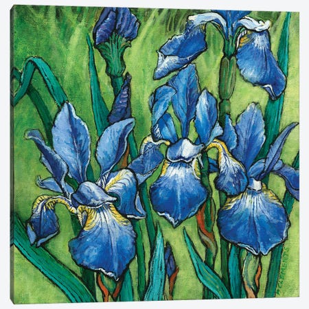 Irises Canvas Print #PCC21} by Patricia Clements Canvas Art