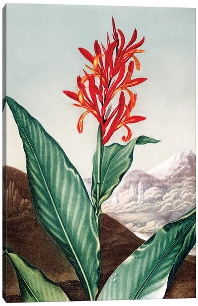 Indian Reed Canvas Art Print - Botanical Illustrations