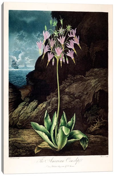 The American Cowslip Canvas Art Print - Botanical Illustrations