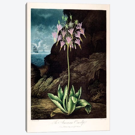 The American Cowslip Canvas Print #PCH2} by Peter Charles Henderson Art Print