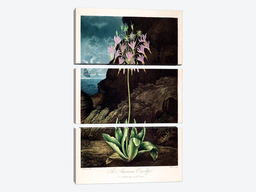 The American Cowslip by Peter Charles Henderson 3-piece Art Print
