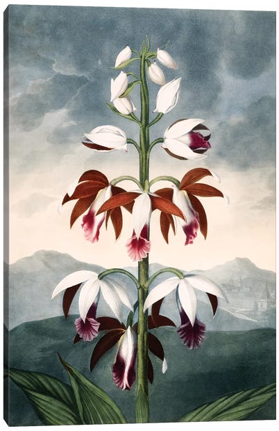 The China Limodoron Canvas Art Print - Botanical Illustrations