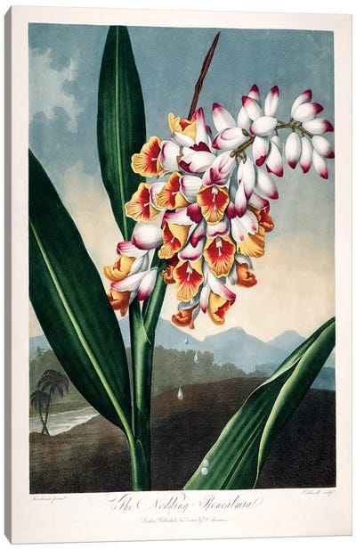 The Nodding Renealmia Canvas Art Print - Botanical Illustrations