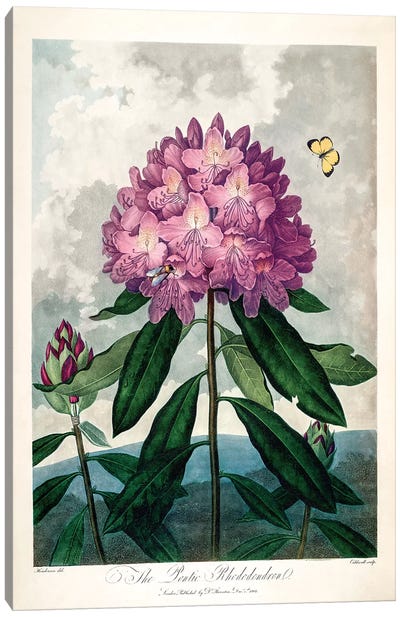 The Pontic Rhododendron Canvas Art Print - Botanical Illustrations