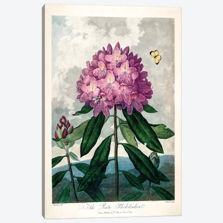 The Pontic Rhododendron Canvas Print #PCH5} by Peter Charles Henderson Canvas Wall Art