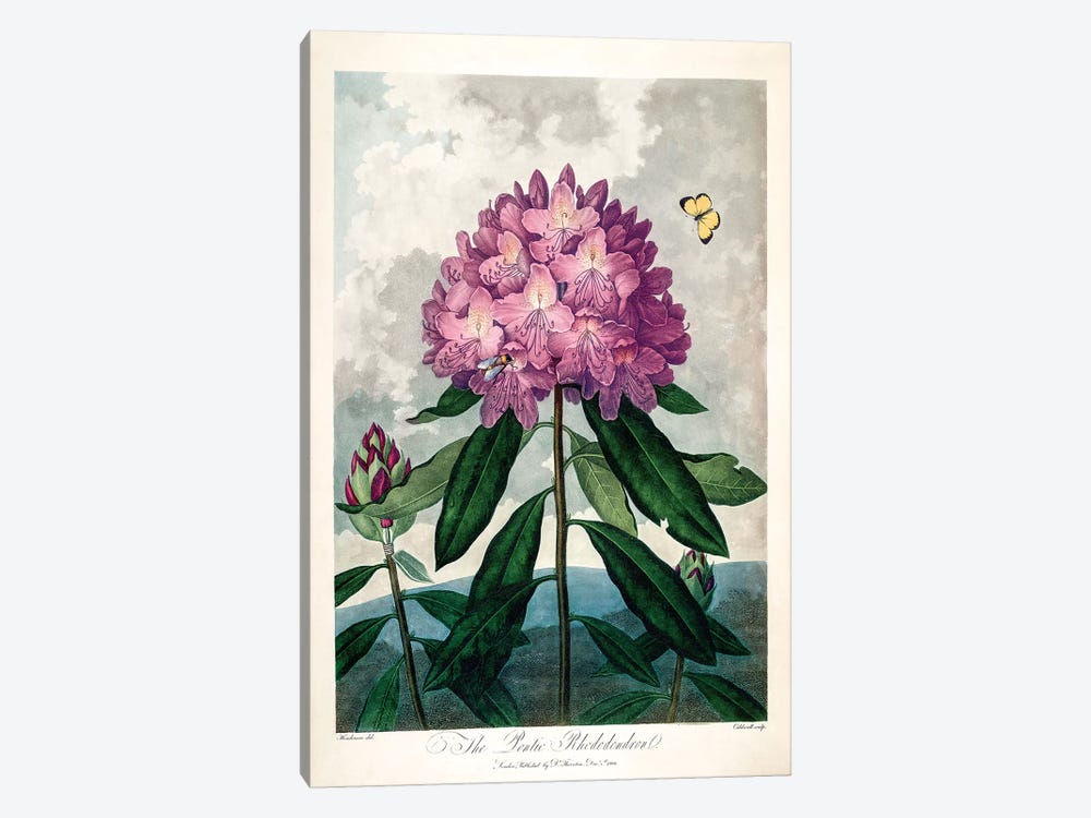 The Pontic Rhododendron by Peter Charles Henderson 1-piece Canvas Artwork