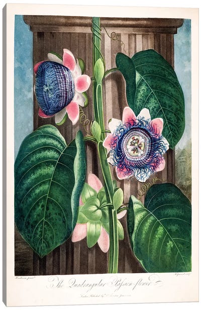 The Quadrangular Passion Flower Canvas Art Print - Botanical Illustrations