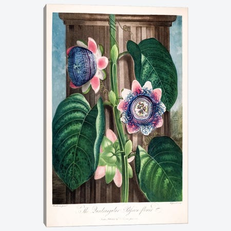The Quadrangular Passion Flower Canvas Print #PCH6} by Peter Charles Henderson Canvas Wall Art